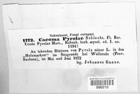 Pucciniastrum pyrolae image